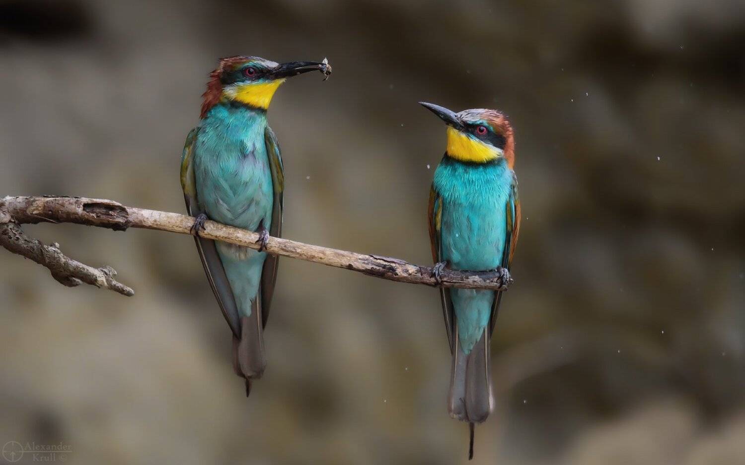 , Александр Круль