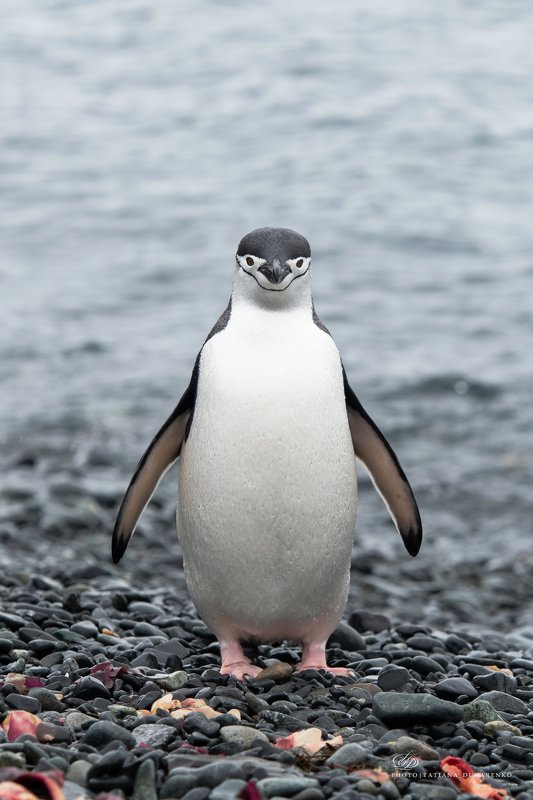 Антарктида, пингвин, полярные животные Я - шут, я - арлекин, я - просто смех фото превью