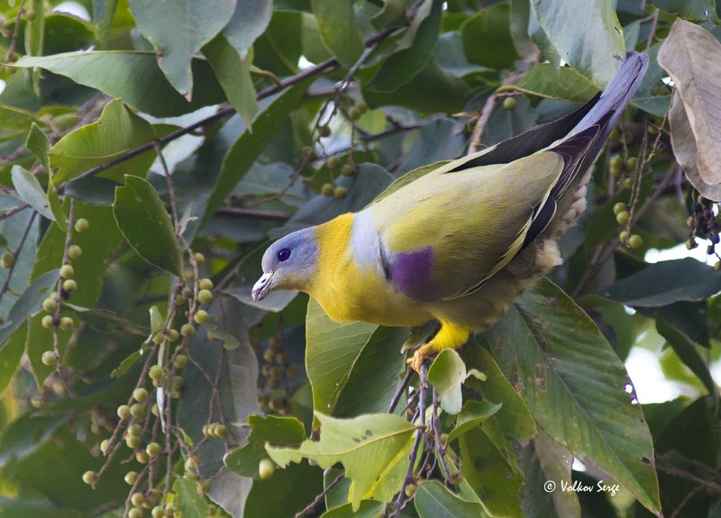 Желтоногий зелёный голубь, Yellow-footed Green Pigeon, Treron phoenicopterus, Columbidae, птицы, фотоохота, Индия, birds Голубь-радуга) фото превью