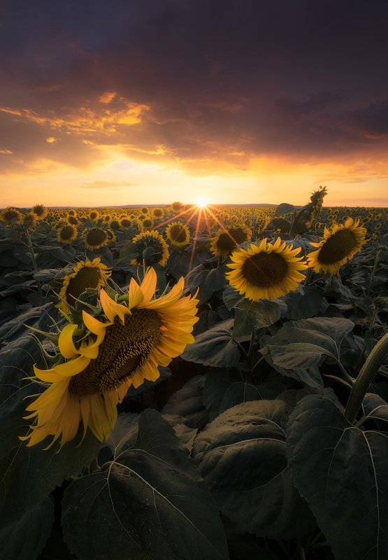 summer, flowers, sunflowers, sun, sunset, clouds, landscape, nature Sun passengers фото превью
