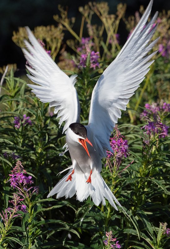 Sterna Hirundo фото превью