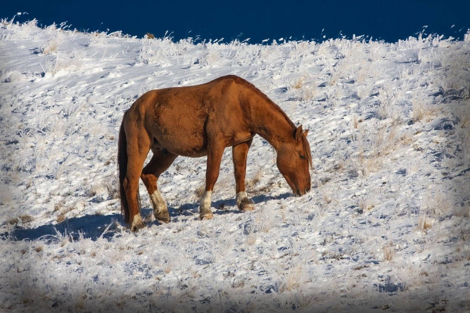 , петр чиков