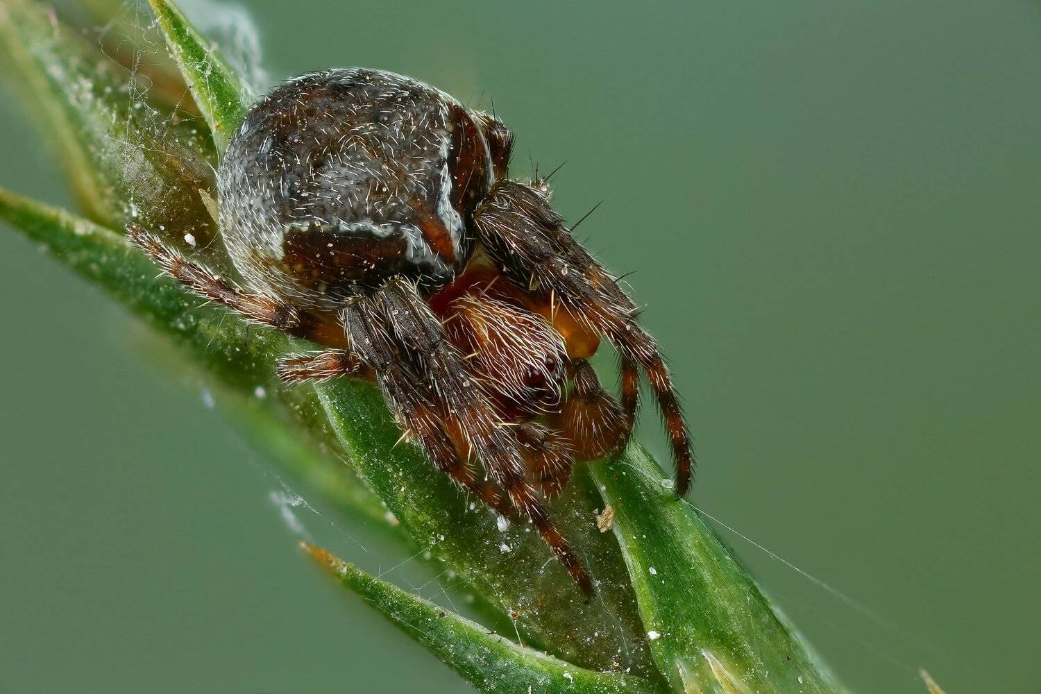 паук,макро,природа,растение,цвет,синий,животное, Андрей Шаповалов