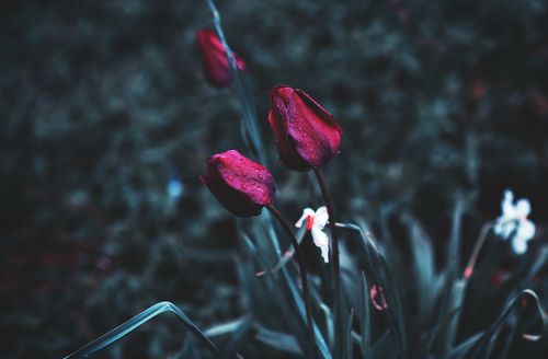 Tulip