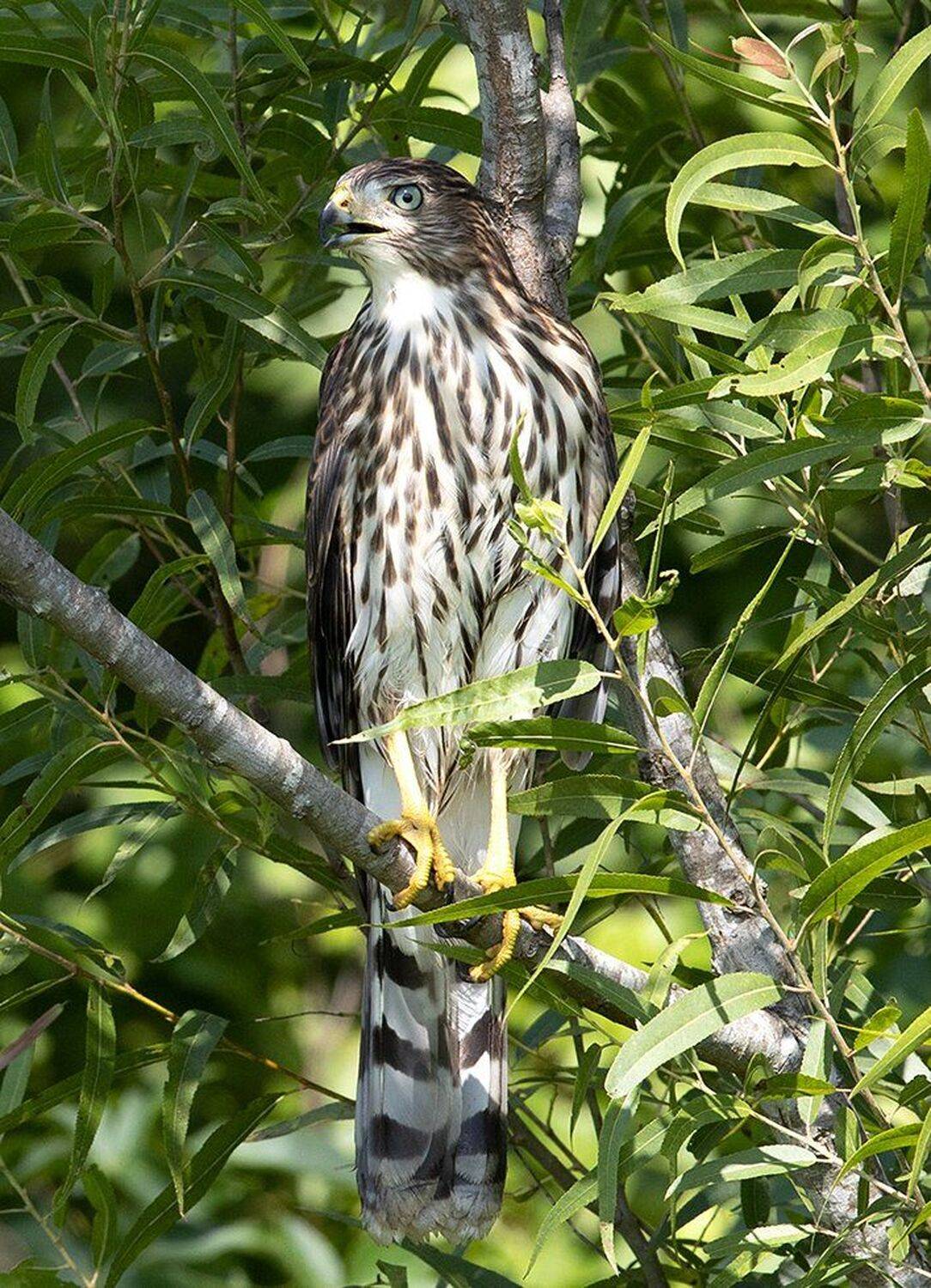 полосатый ястреб, sharp-shinned hawk, ястреб, hawk, Elizabeth Etkind