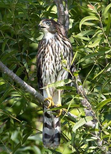 Sharp-shinned Hawk - Полосатый ястреб