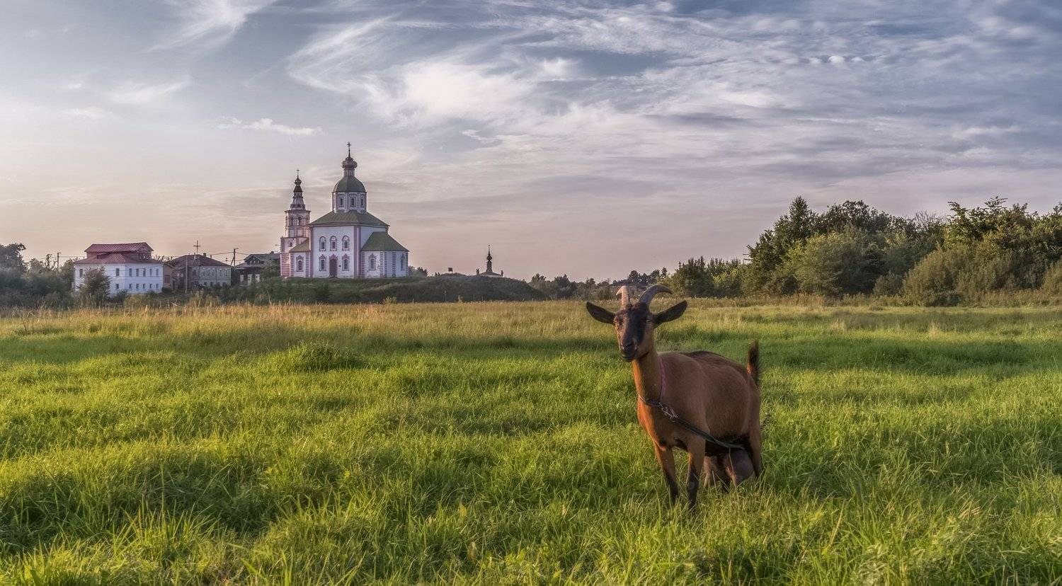 суздаль, август, вечер, Андрей Колесов