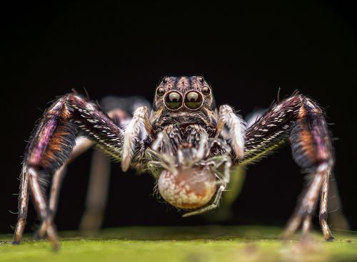 Brettus sp. female with kill