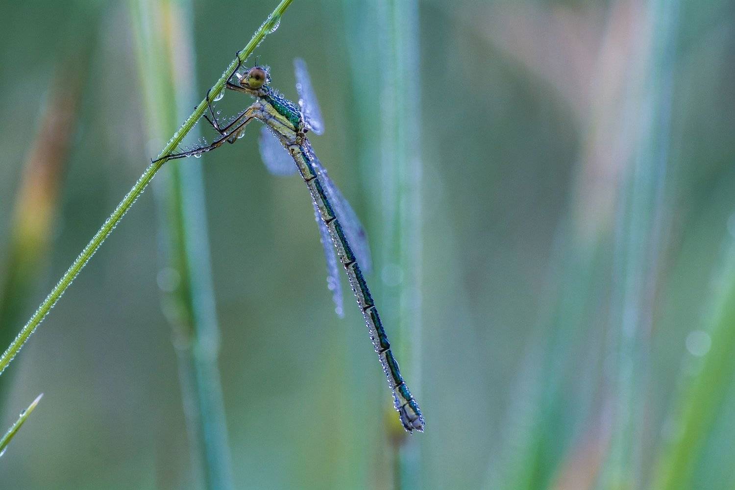 , Роман Зайцев
