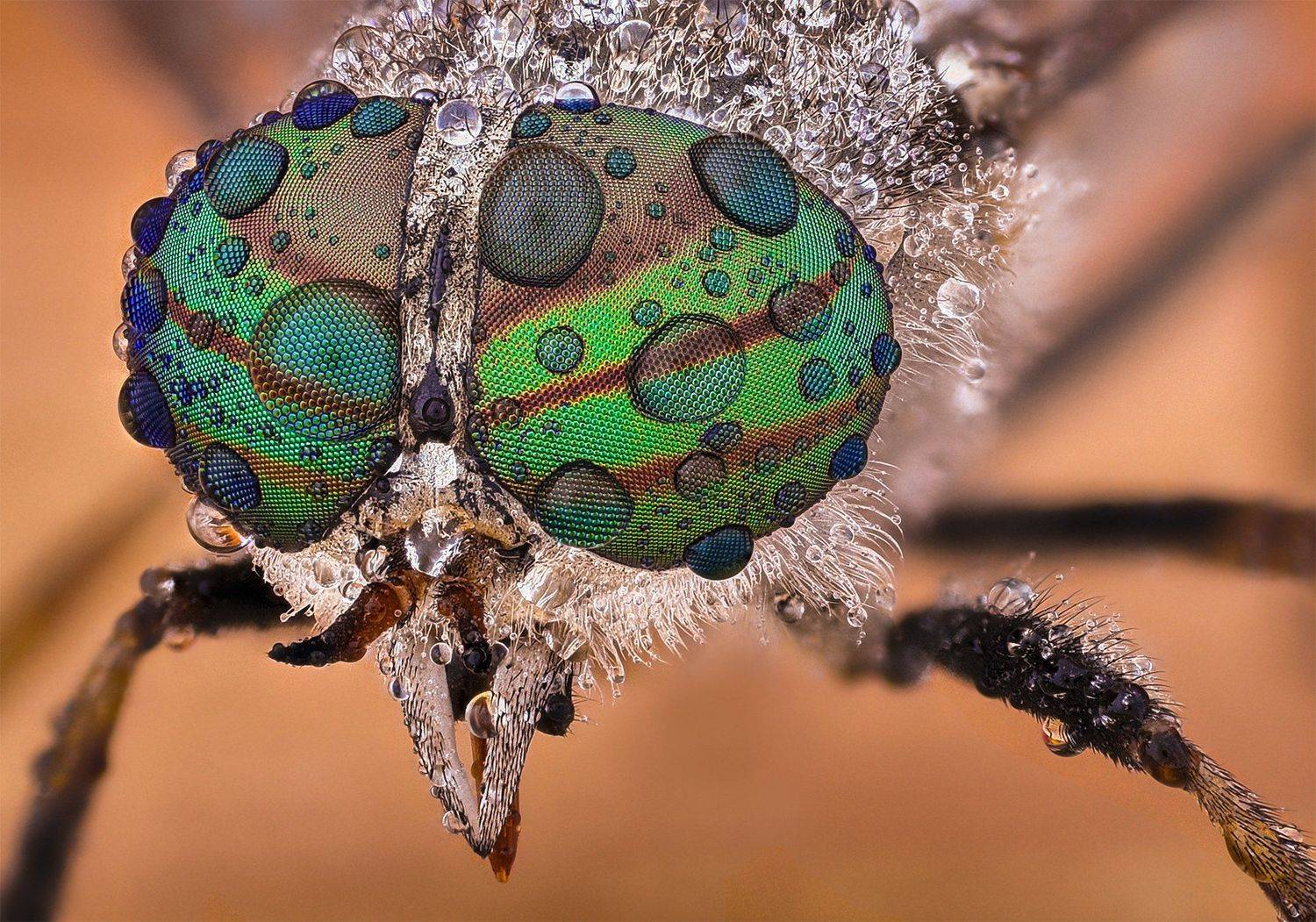 ceclii, macro, nikon d3400, lomo 3.7, Tsvetan Ganev
