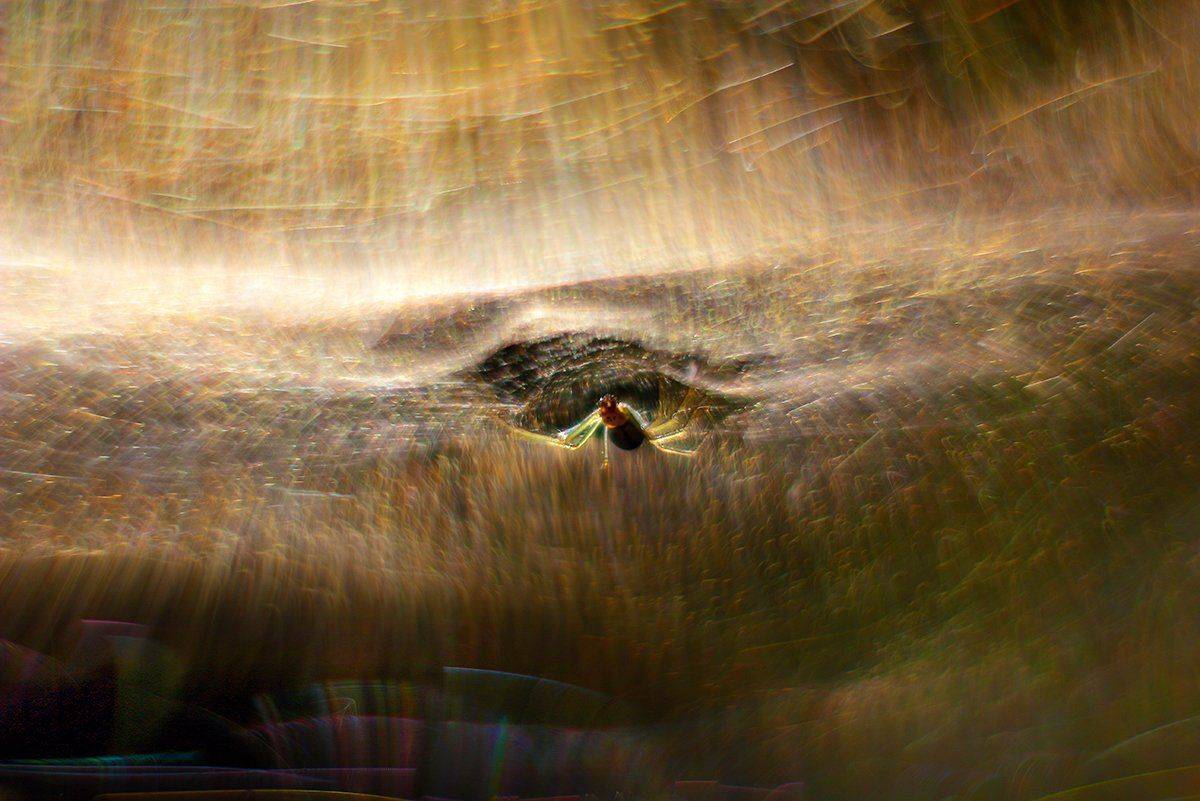 в, паучьем, измерении, Галина Горькавая