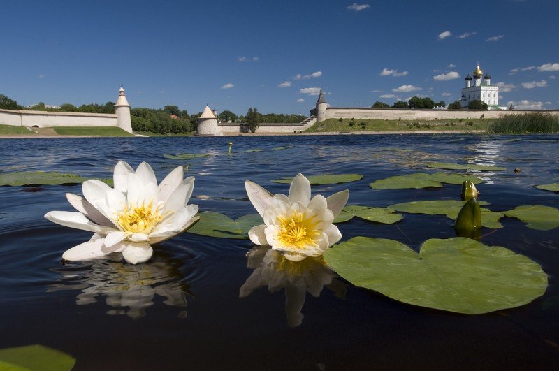 пейзаж, город, река, кувшинки, лето, троицкий собор Белые кораблики. фото превью