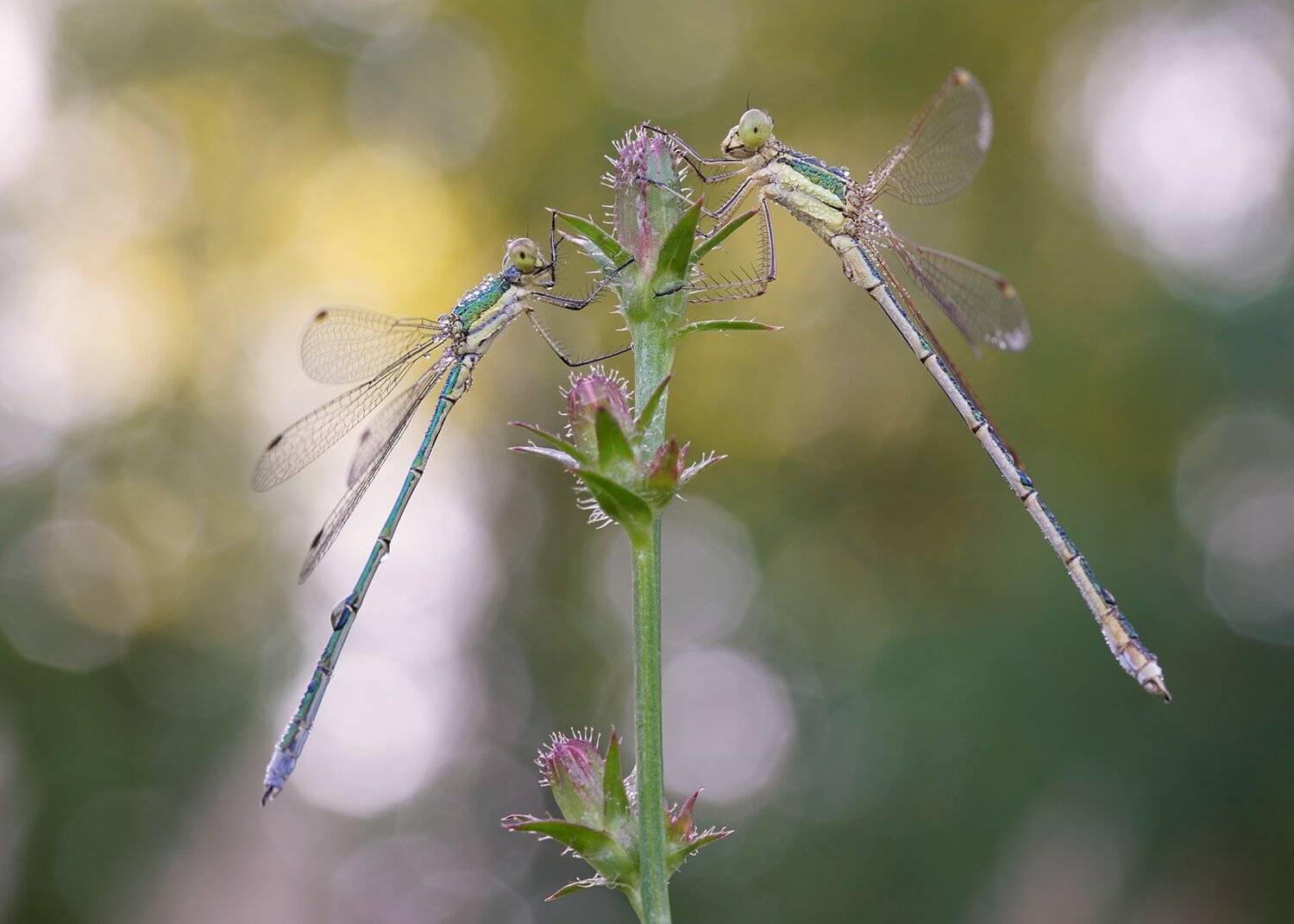 , Кузнецов Дмитрий