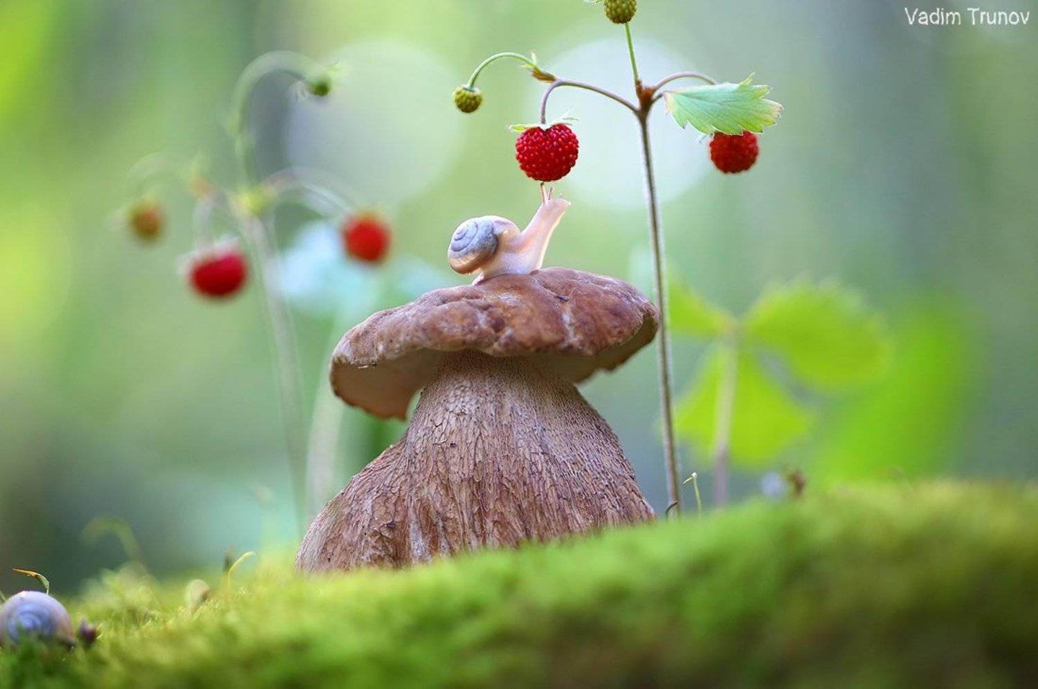 улитка, белый гриб,  макро, Вадим Трунов