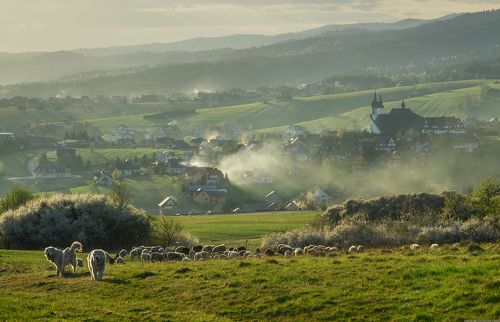 Grazing
