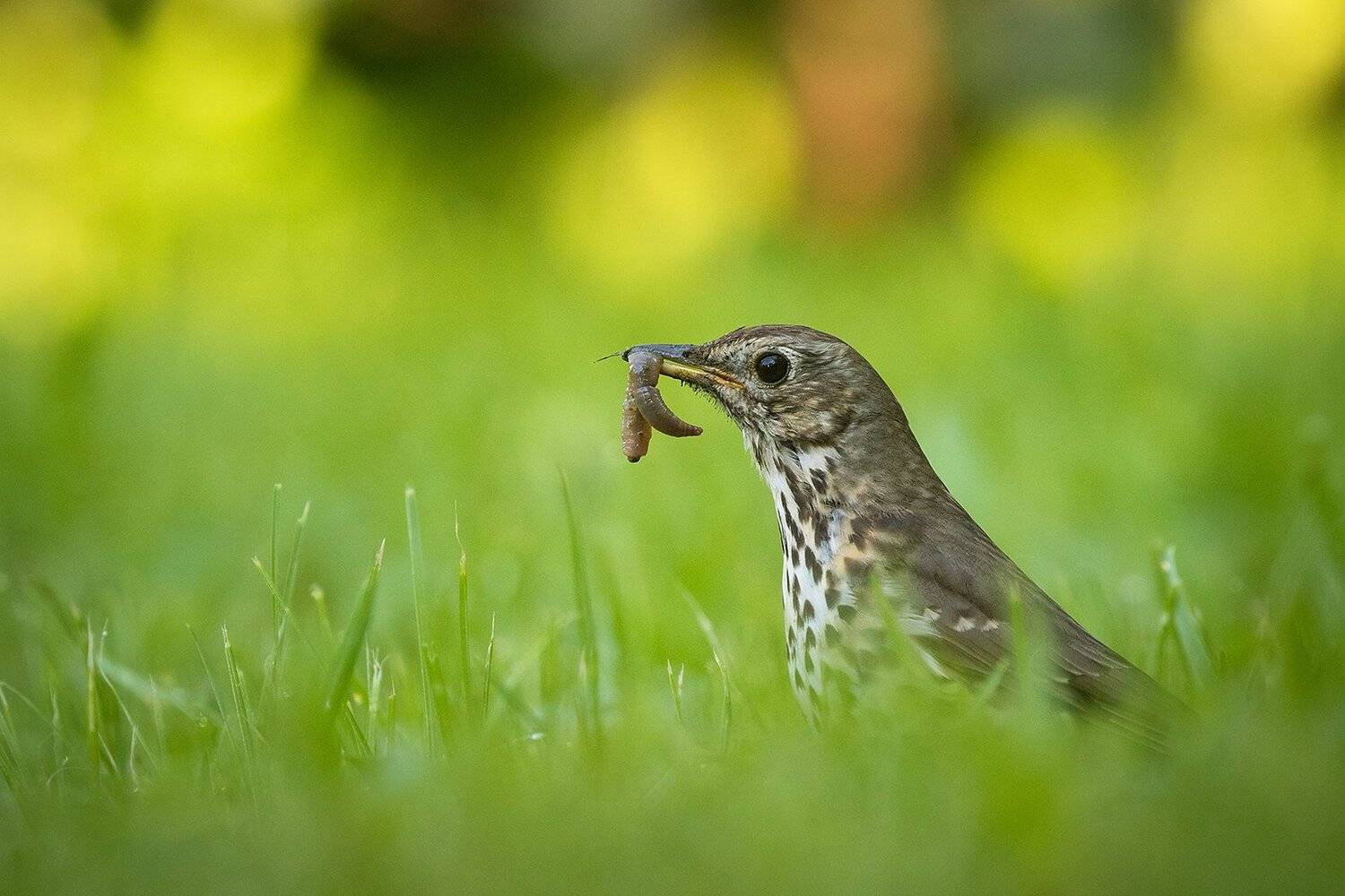 , Robert Adamec
