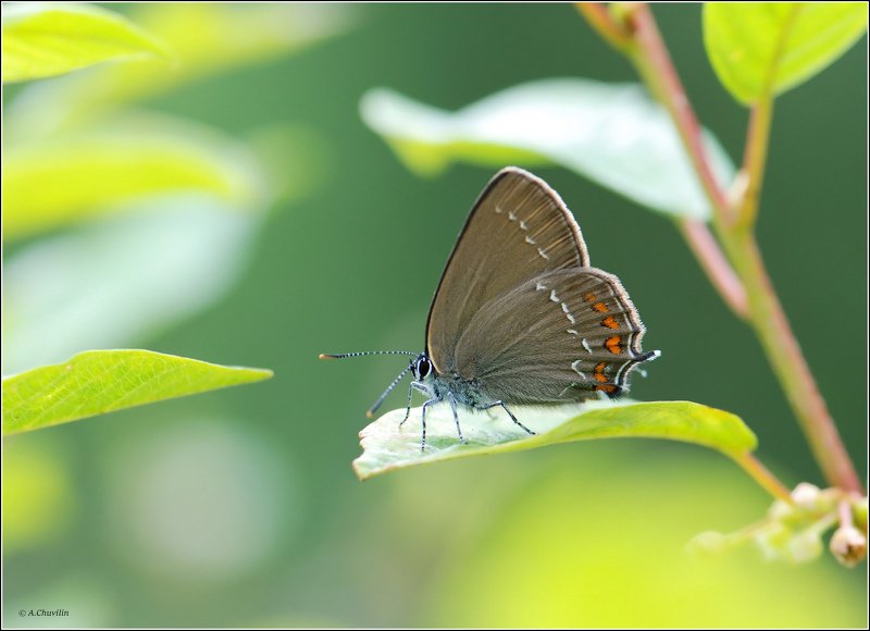 бабочка,хвостатка,ilicis Ярким днём фото превью
