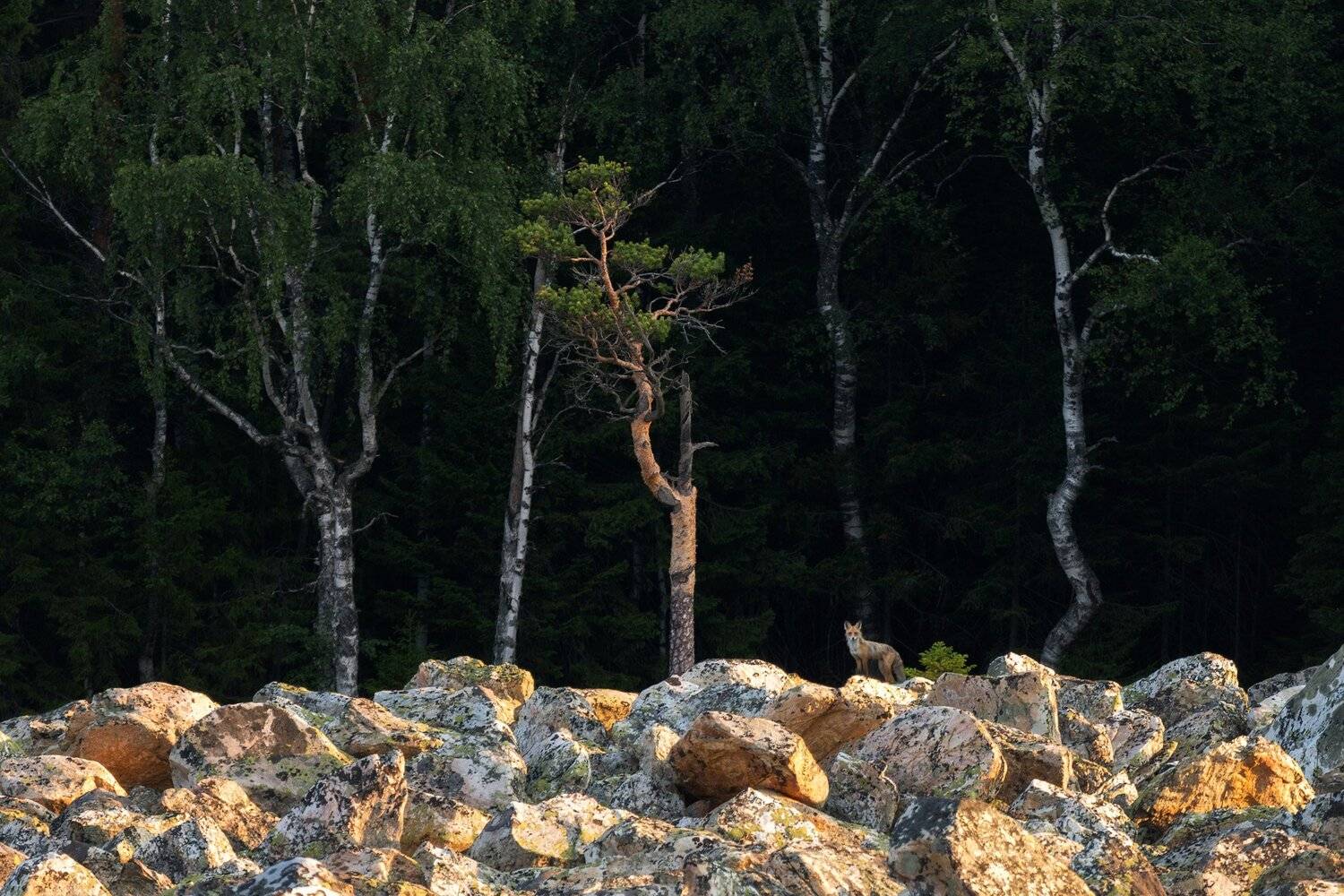 , Михаил Туркеев