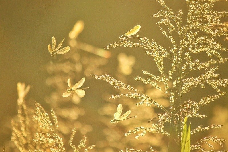 Летний танец. фото превью