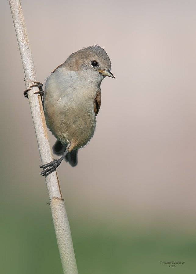 , Валерий Субачев