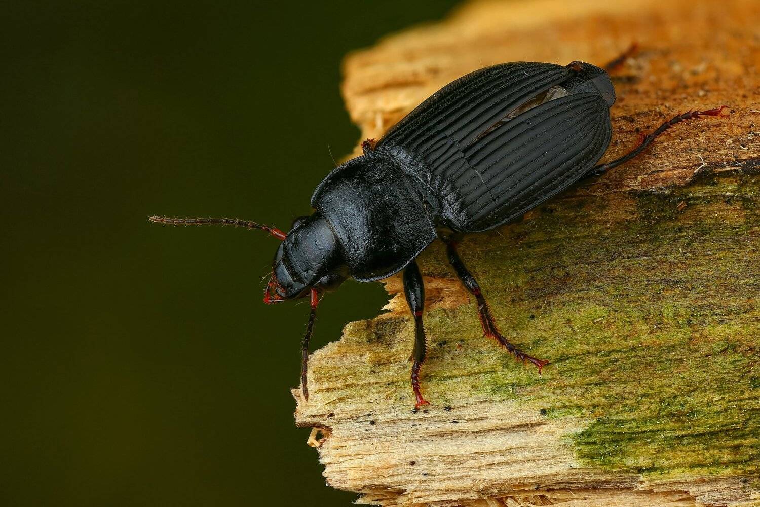 жук,макро,природа,усы,цвет,глаза,черный,зеленый, Андрей Шаповалов