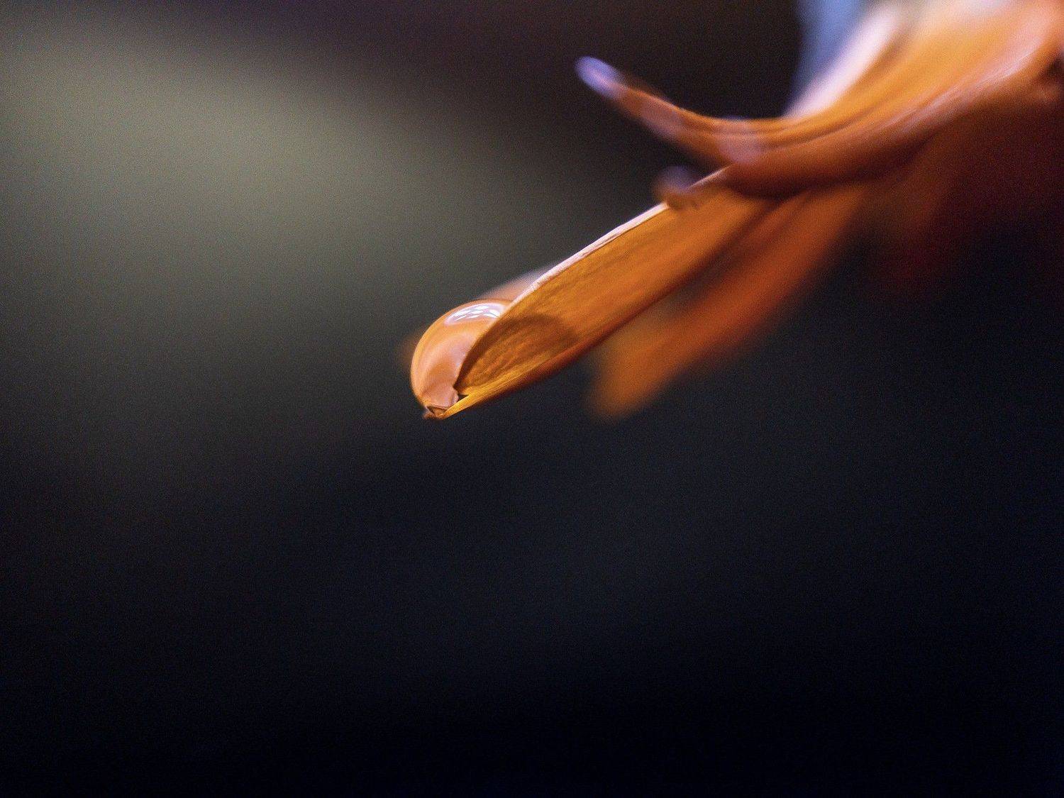 макро, капля,  мобильная фотография, Вероника Денисова