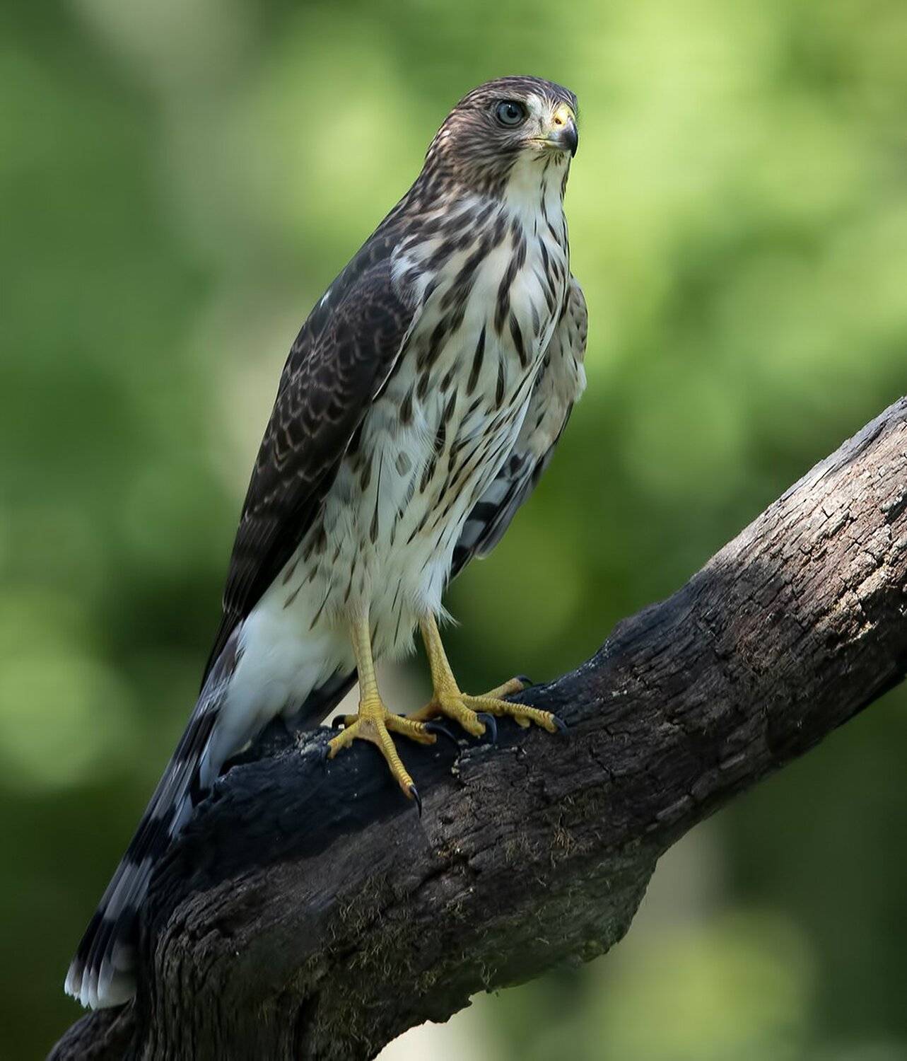 полосатый ястреб, sharp-shinned hawk, ястреб, hawk, Elizabeth Etkind