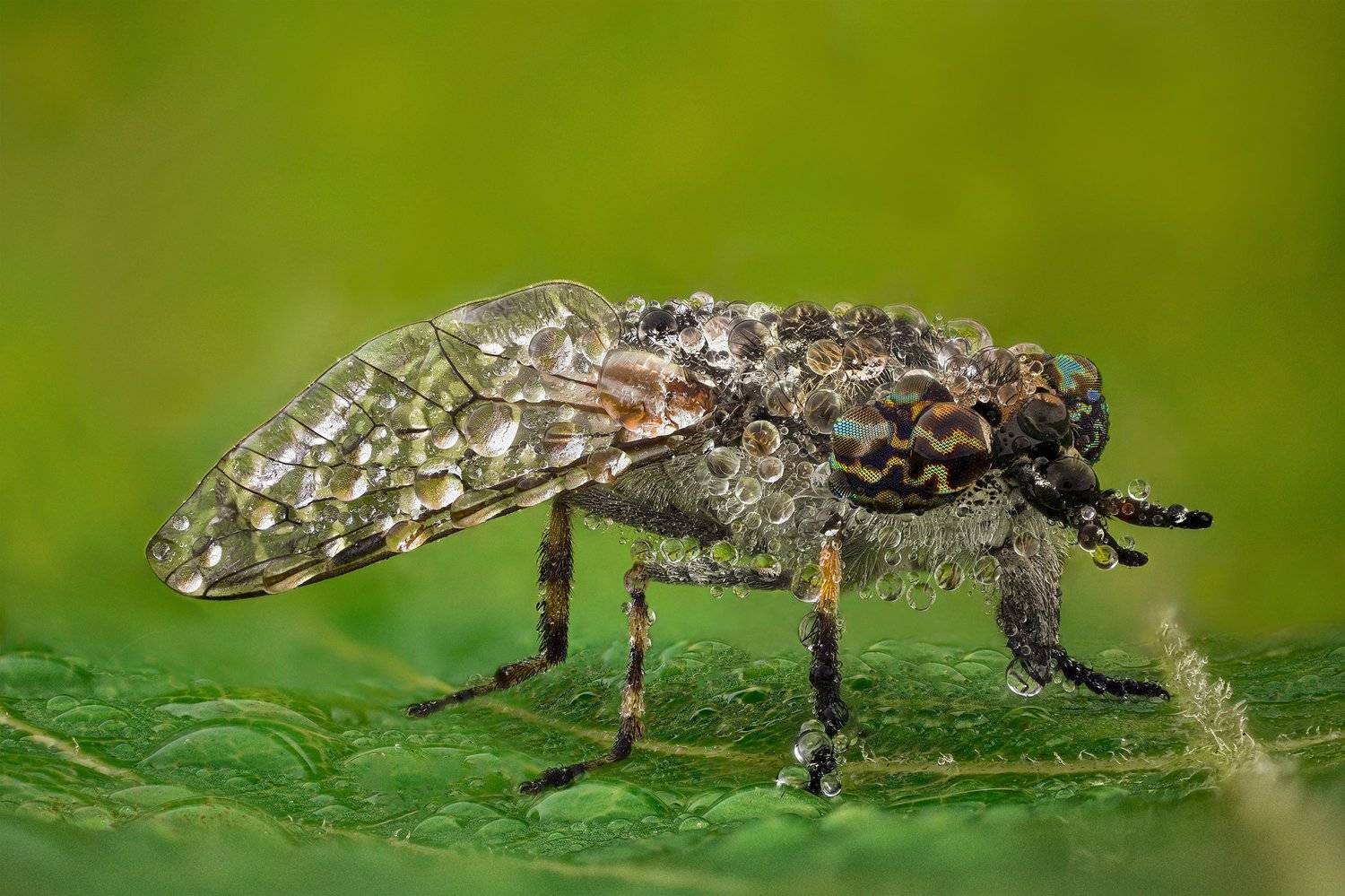 ceclii, macro, nikon d3400, lomo 3.7, Tsvetan Ganev