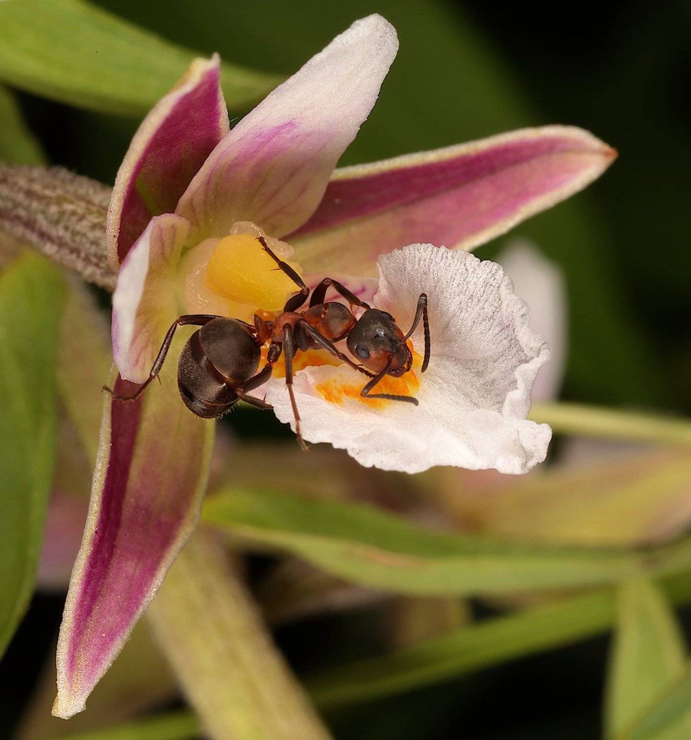муравей, дремлик, орхидея, Александр Зорин