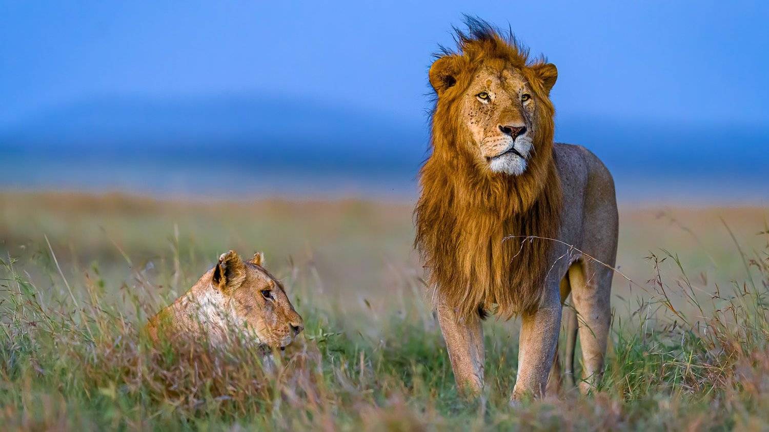 lion, Ruzdi Ekenheim