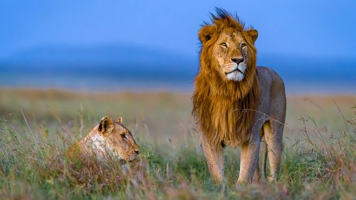 The King