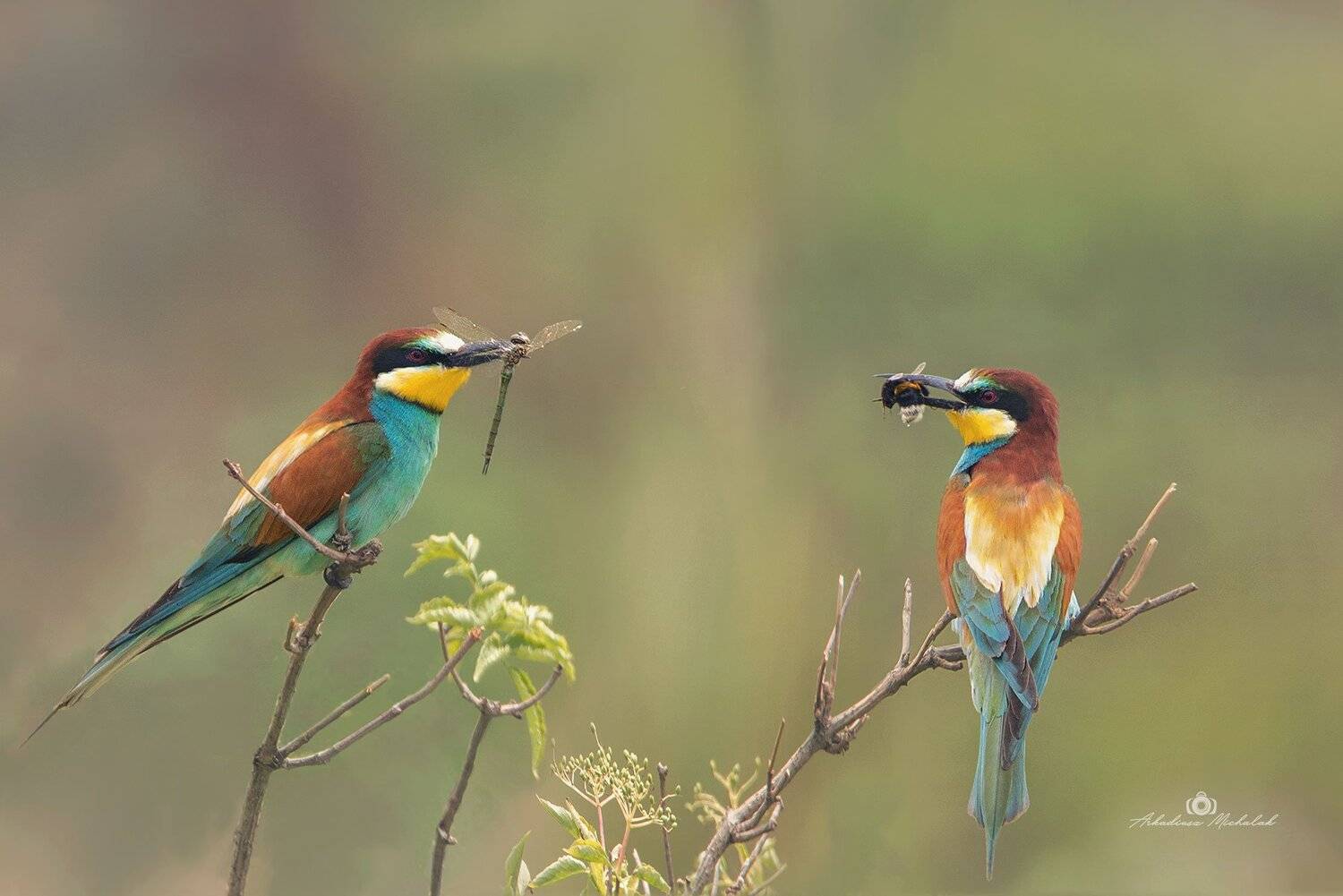 , Arkadiusz Michalak