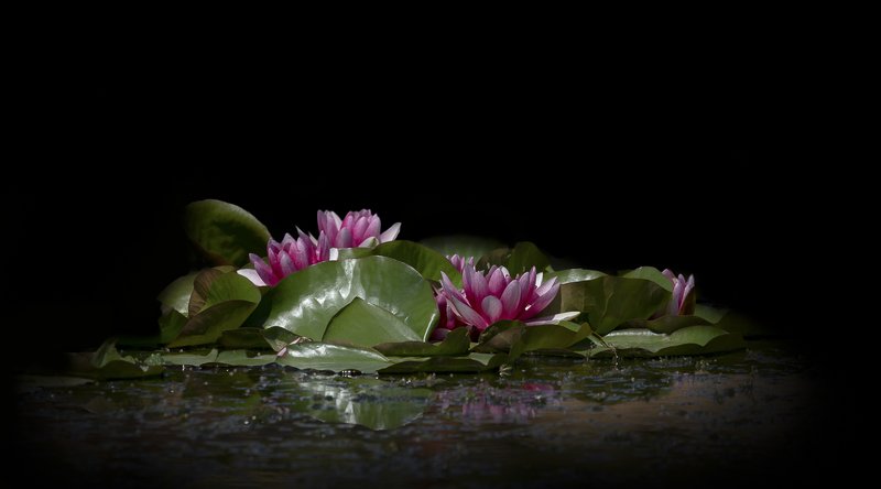 *** фото превью