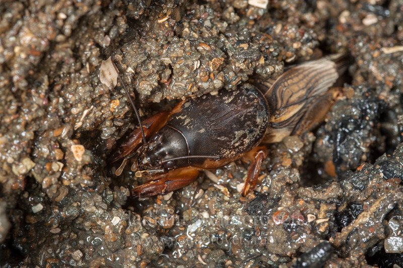 steppe mole cricket, mole cricket, Gryllotalpa stepposa, ground, sand, insect, brown, secret, hide, Russia, Northwestern Caucasus, Krasnodar Territory, Ilsky The steppe mole cricket (Gryllotalpa stepposa) / Медведка степная (Gryllotalpa stepposa) фото превью