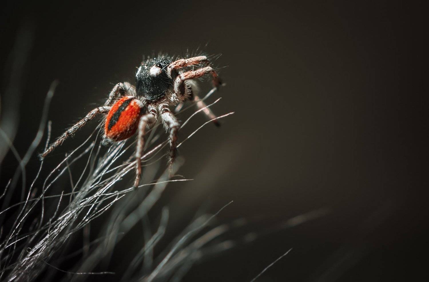 природа, макро, паук, скакунчик, кактус, маммиллярия, Неля Рачкова