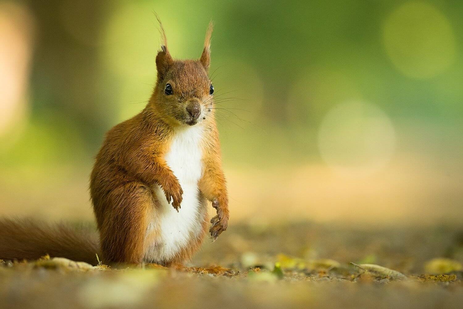 , Robert Adamec