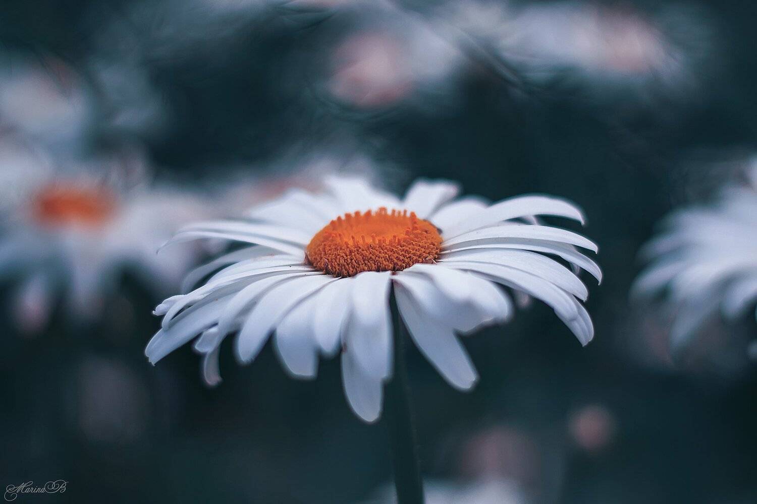 ромашка, лето, сад, Marina Baccardi