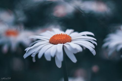 Пусть ваша жизнь будет похожа на ромашку - светлая и с солнышком внутри…