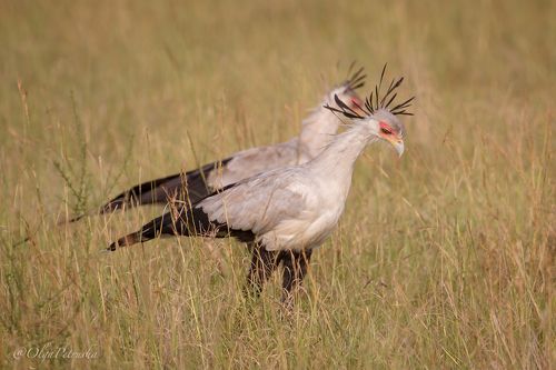 Я и моя тень.