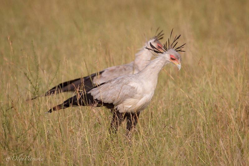 птица_секретарь, дикие_животные, природа, африка, саванна, птица Я и моя тень. фото превью