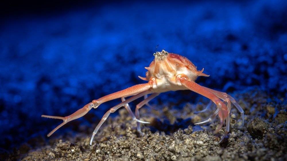 , Андрей Савин