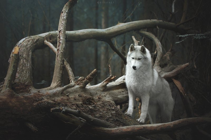 husky, wood, karelia In the woods фото превью
