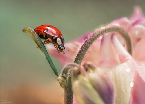 Розовый будуар