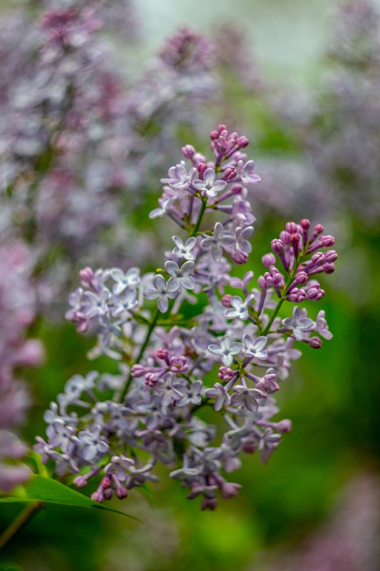 сирень, цветы, весна  фото превью