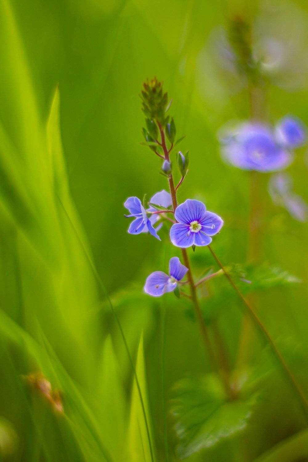 весна, цветы, Руслан Востриков