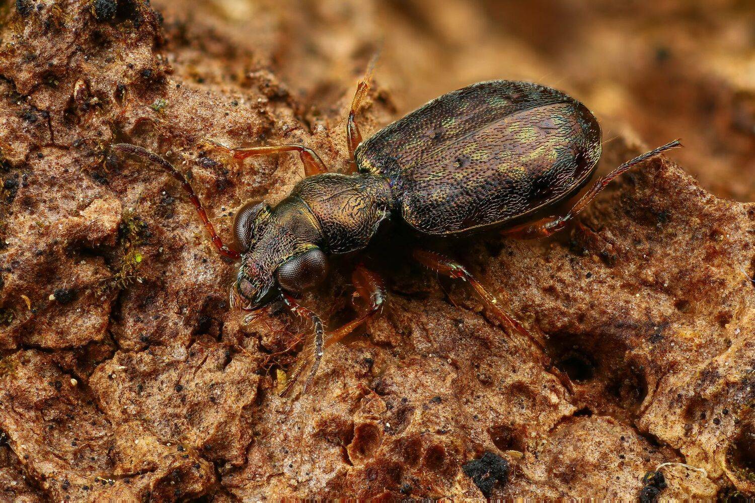 жук,макро,природа,усы,цвет,глаза,коричневый, Андрей Шаповалов