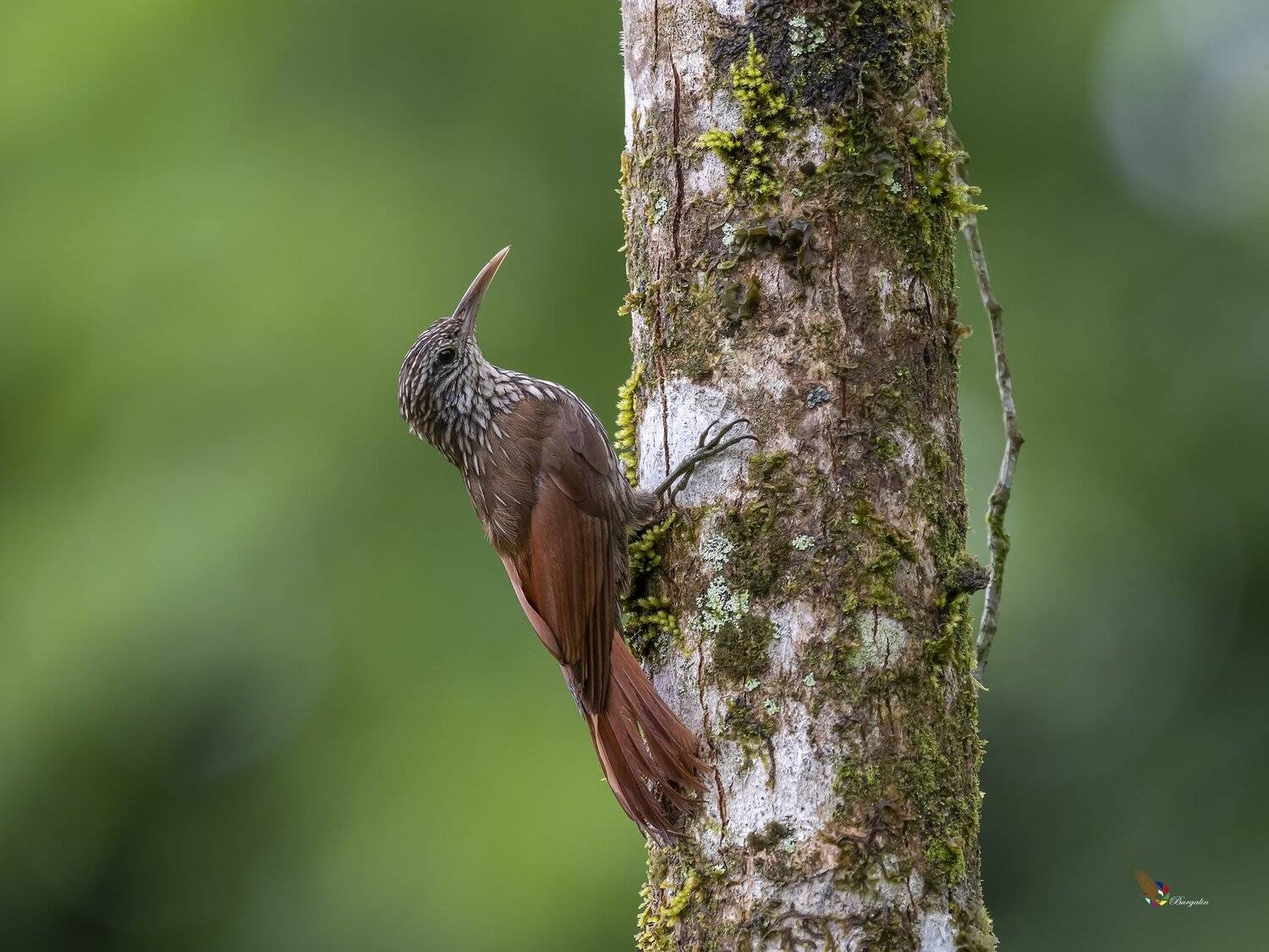 , Fernando Burgalin Sequeira