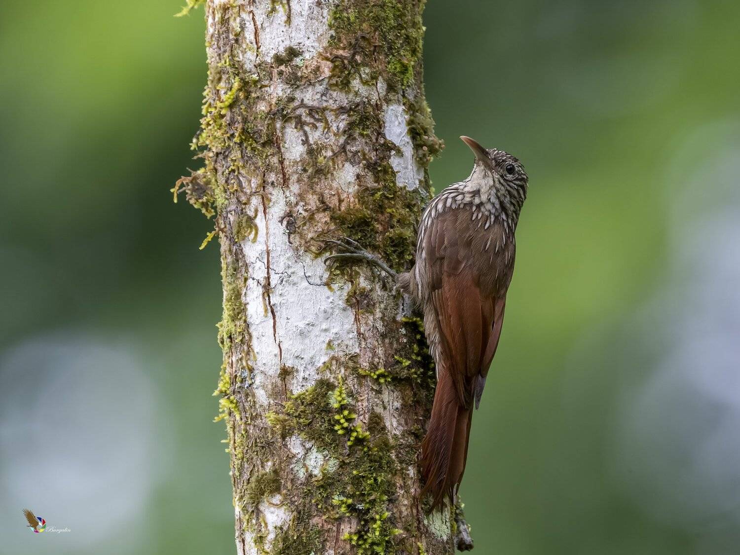 , Fernando Burgalin Sequeira