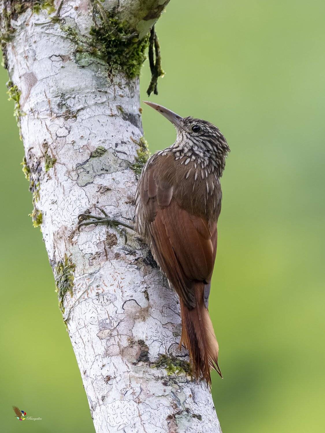 , Fernando Burgalin Sequeira