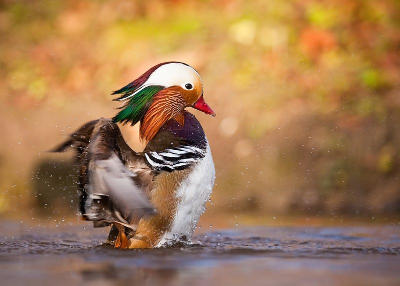 Mandarin duck фото превью
